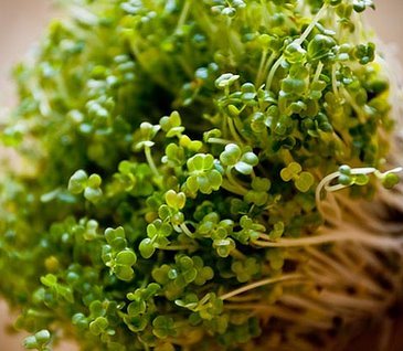sprouts-closeup.jpg sprouts-closeup.jpg